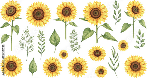 Collection of sunflower illustrations with leaves and blooms on white background
