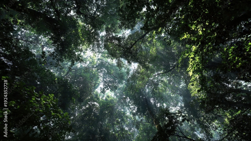 Fototapeta premium Sunbeams shining through dense forest canopy