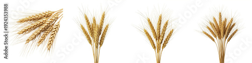 Cuadro en lienzo Set and collection of golden ripe wheat ears and stalks shown from various angle