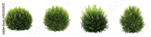 Tableau sur toile Set and collection of lush green garden bushes and manicured round shrubbery sho