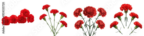 Set and collection of beautiful red carnation flowers and fresh floral bouquets for decoration isolated on white transparent PNG background