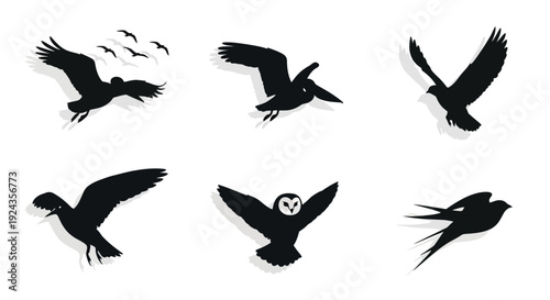 Silhouettes of various birds in flight against a white background