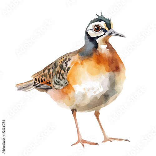 Woodcock, watercolor illustration vector, isolated on a white background.