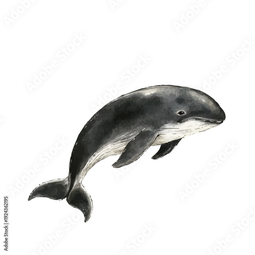 Whale, watercolor drawing vector, isolated on a white background.