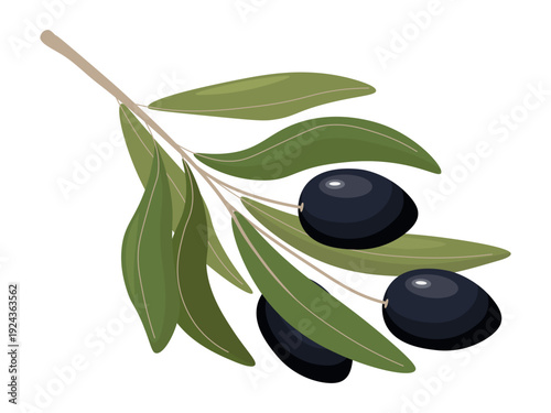 Black Olive Branch with Three Ripe Olives Vector Illustration