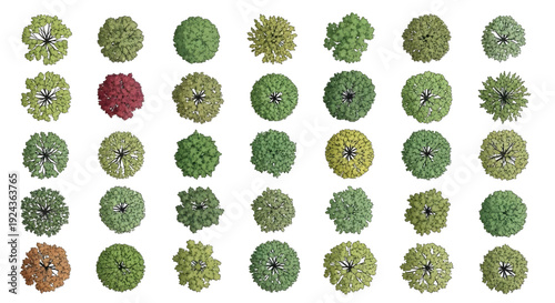 Tree Top View Color Vector Collection – Diverse Foliage Patterns for Architecture and Landscape Plans