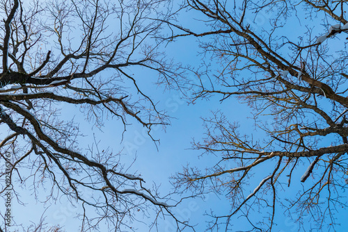 Snow-covered treetops frame a clear blue sky in this low-angle winter photograph. The bare branches form natural geometric patterns against the cold blue backdrop