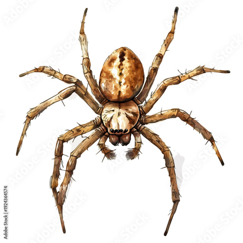 Spider, watercolor vector, isolated on a white background.