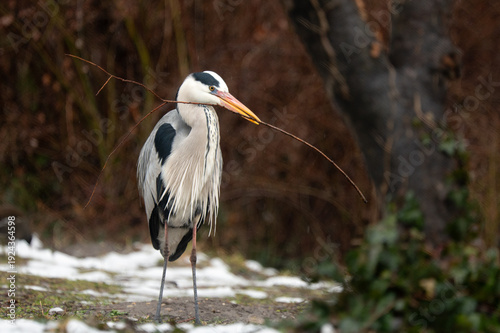 Принти на полотні Grey heron carrying a branch for nest building in winter park