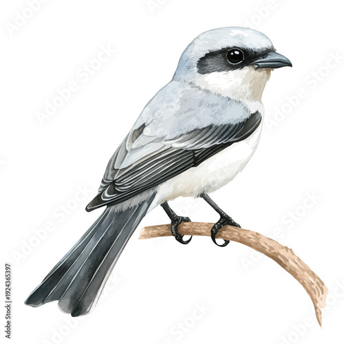 watercolor of Shrike, vector, isolated on a white background.