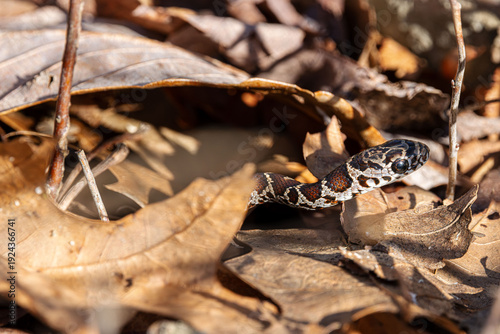 Billede på lærred baby black rat snake with huge eyes in its colored pattern emerges from under th