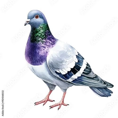 Pigeon, watercolor clipart vector, isolated on a white background.