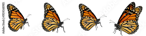 isolated Group of  realistic monarch butterflies with detailed wings and natural orange and black colors, isolated on white background PNG pro/.,