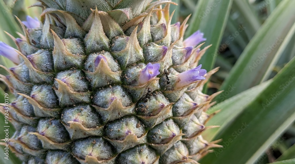 Fototapeta premium Pineapple Inflorescence Macro with Hexagonal Bud Geometry