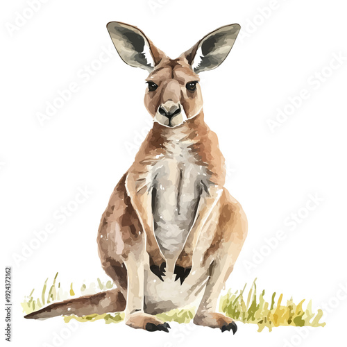 Kangaroo, watercolor clipart vector, isolated on a white background.