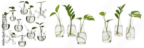 Bilde på lerret Set and collection of propagation stations with green plant cuttings in glass va