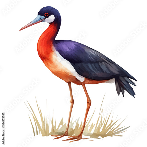 Jacana, watercolor vector, isolated on a white background.
