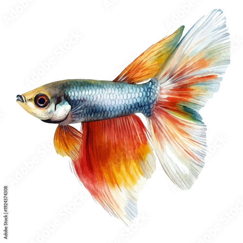 Guppy Fish, watercolor clipart vector, isolated on a white background.