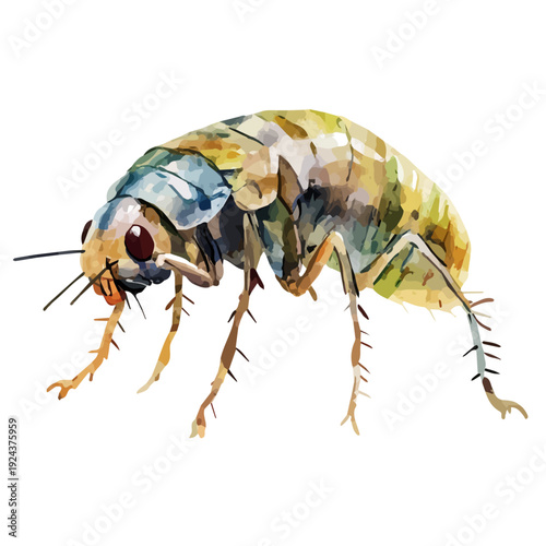 Flea, watercolor vector, isolated on a white background.
