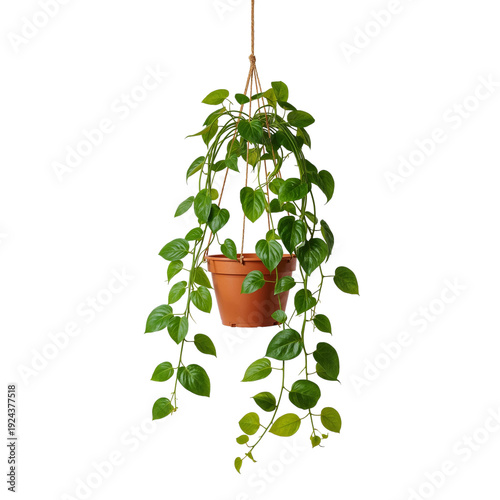 Hanging Plant With Long Vines in a Simple Pot on a White Background