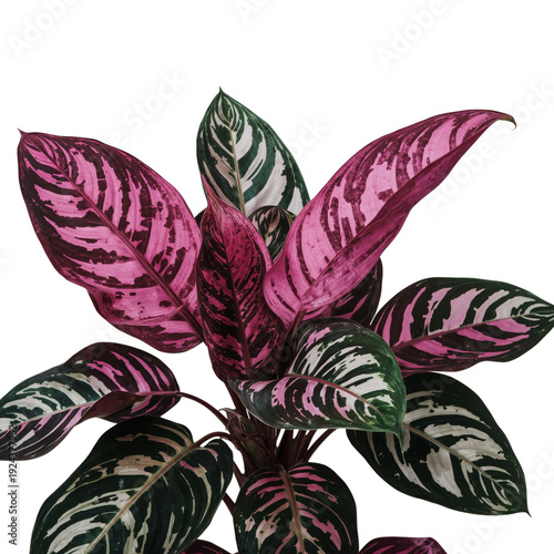 Bright Green and Pink Plant With Large Leaves on Display in a Simple Setting