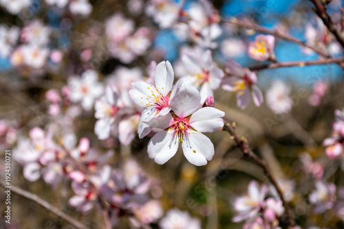 Primer plano de flores de almendro floreciendo bajo la luz del sol, concepto de renacimiento y naturaleza primaveral.