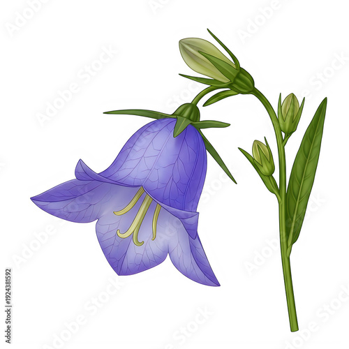 Beautiful purple flower with green stem and leaves isolated on a transparent background