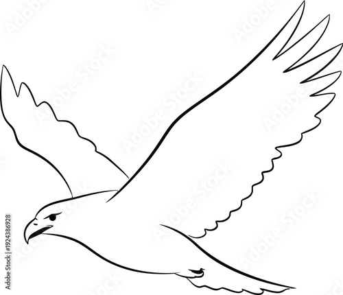 A seagull in flight with wings spread wide