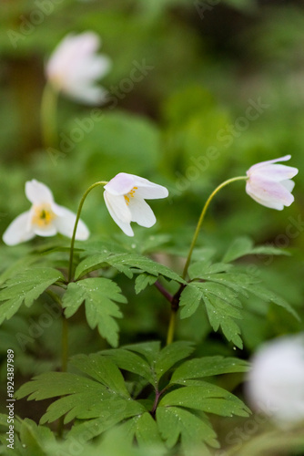 Beautiful vertical macro of white wood anemones (Anemone nemorosa) blooming in a spring forest. Soft natural light and artistic green bokeh background.