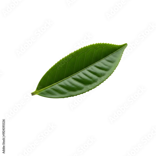 Green leaf isolated on transparent background