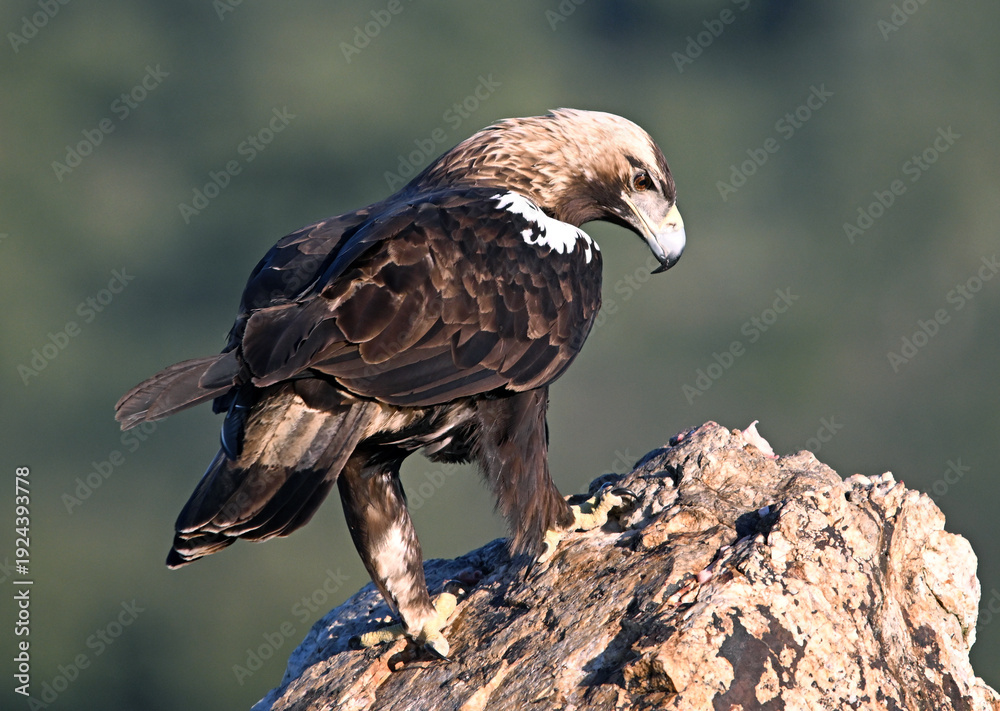 Fototapeta premium a powerful imperial eagle (aquila chrysaetos) on spain