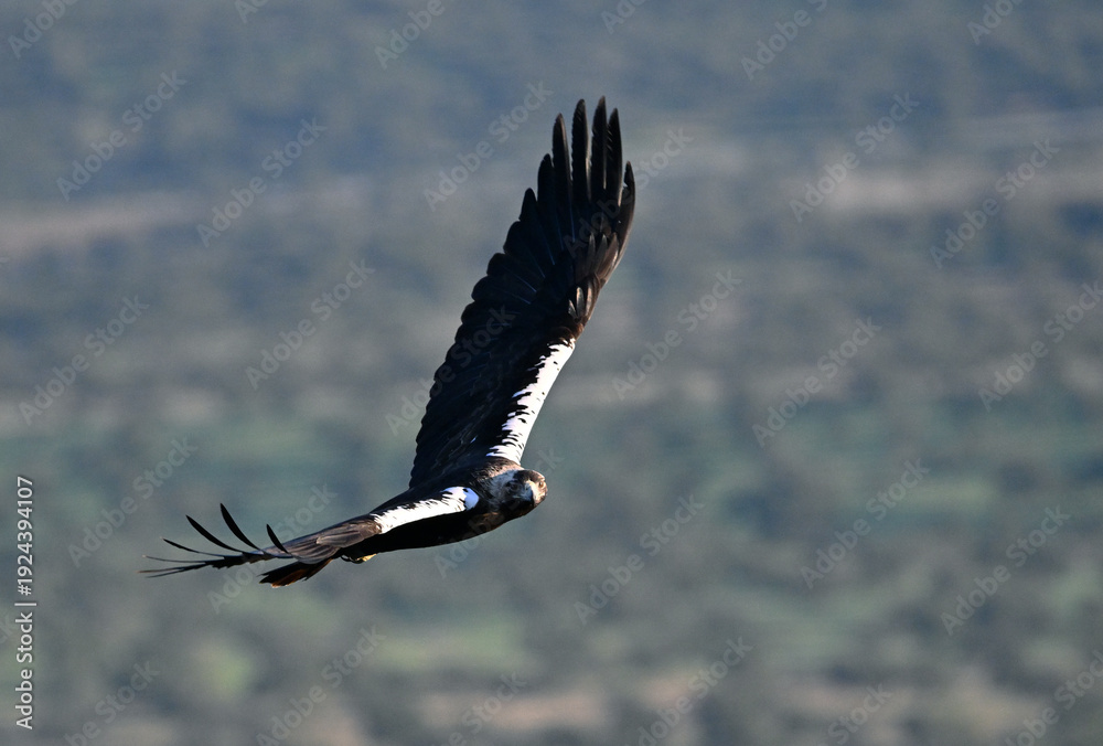 Fototapeta premium a powerful imperial eagle (aquila chrysaetos) on spain