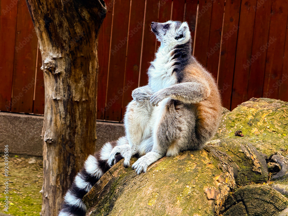 Obraz premium Ring-tailed lemur sitting on wooden branch. Observation, adaptation, and survival of primates in natural and enclosed habitats.