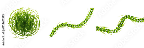Fotografie Set of green aquatic algae and marine seaweed plant filaments transparent backgr