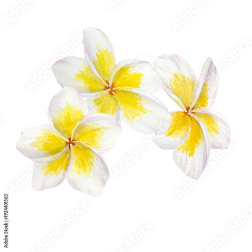 Watercolor illustration of tropical plumeria flowers with yellow centers arranged in a botanical composition. Hand painted frangipani blossoms for wedding stationery, beauty packaging, textile prints