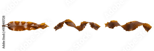 Foto Set of Bull Kelp Fronds, Kombu Seaweed, and Brown Laminaria Algae PNG
