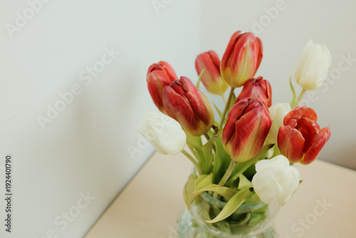 Fresh red and white tulips in glass vase placed on table creating soft spring interior atmosphere.