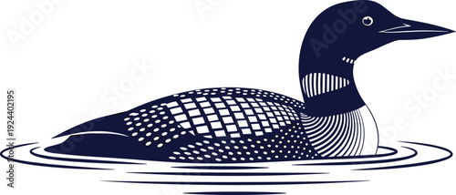 Common loon bird vector illustration, detailed waterfowl swimming on lake isolated on white background wildlife design
