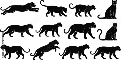 Collection of black silhouettes of panthers in various poses, running, walking, and sitting, isolated on a white background, vector graphic.
