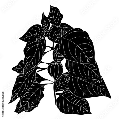 Physalis plant in black silhouette style. Vector illustration isolated on white background.