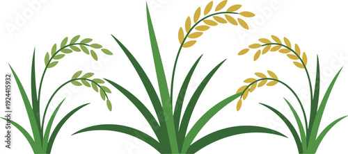 Green and golden rice plants illustration, representing agriculture and harvest