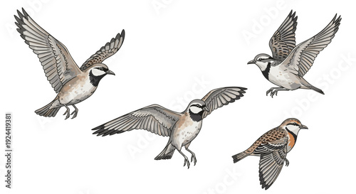 Illustration of five horned larks in flight with wings spread, showcasing their distinct markings