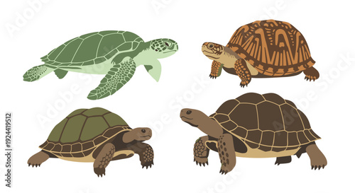 Collection of four distinct turtle species illustrated on a white background