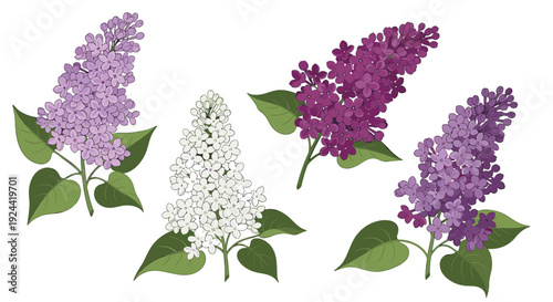 Collection of colorful lilac branches with green leaves on a white background
