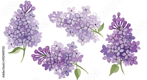 Watercolor illustration of delicate purple lilac flowers and buds on a white background
