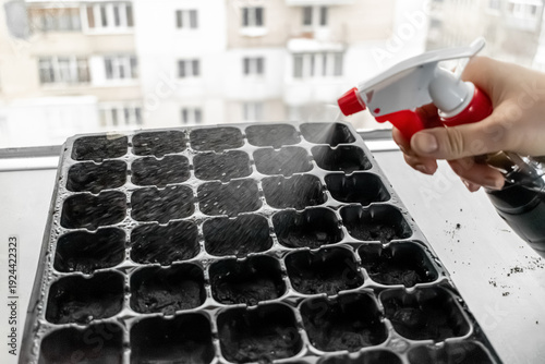 Woman fertilizing soil in a seedling tray using a spray bottle near the window. Urban gardening and home farming concept in a city apartment