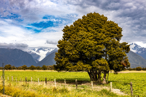 Lone tree with Southern Alps in the background in New Zealand