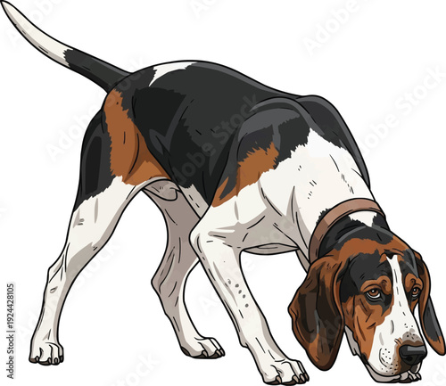 Treeing Walker Coonhound dog sniffing ground tracking stance