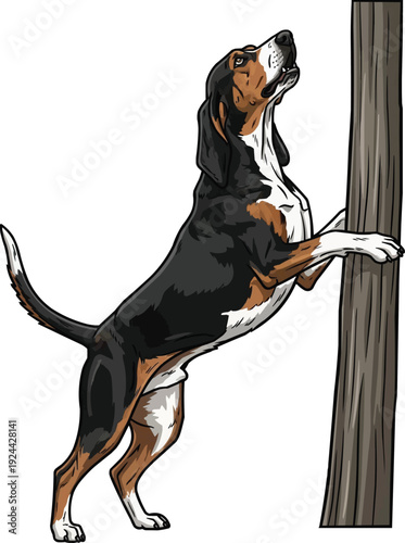 Treeing Walker Coonhound dog working treeing stance illustration