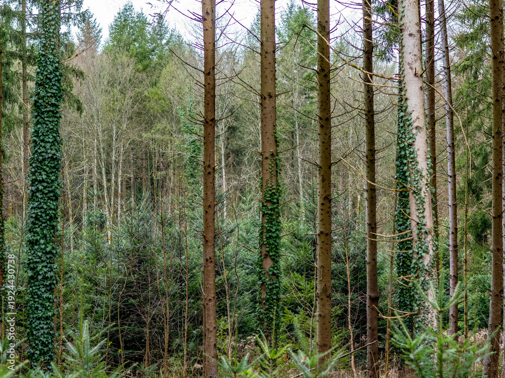 Fototapeta premium Wiederaufforstung im Mischwald
